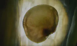 Featured image of post FilmSupply Editfest 2025