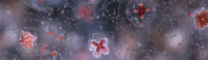 Featured image of post Méduses Les souveraines des océans