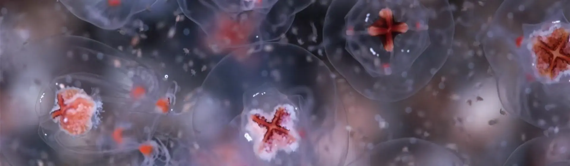 Featured image of post Méduses Les souveraines des océans